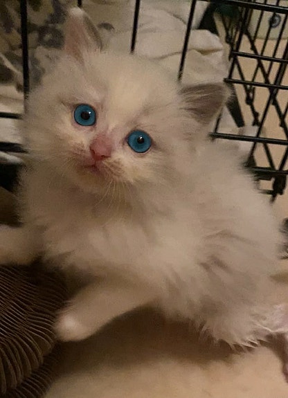 Product image 5 of 10