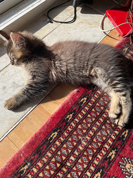 Product image 7 of 10