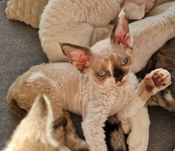 Product image 4 of 7