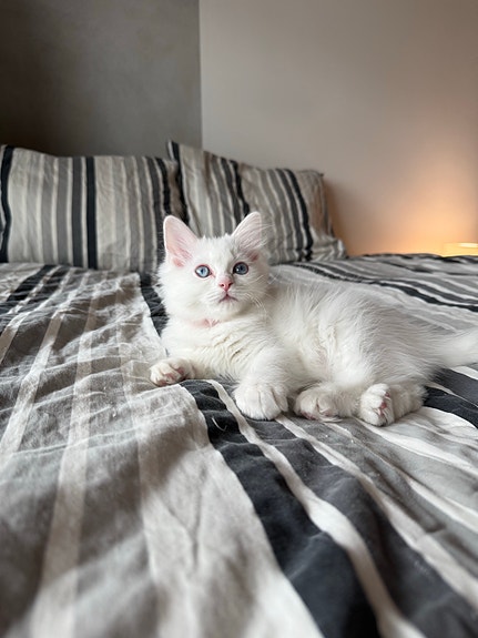 Product image 5 of 8