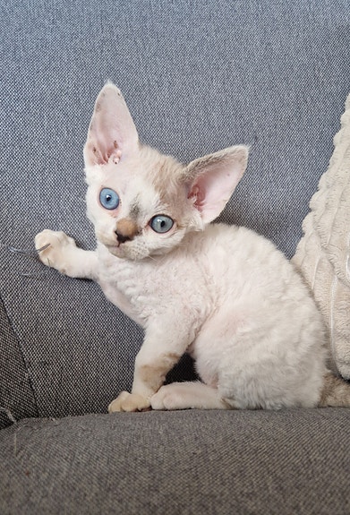 Product image 3 of 8