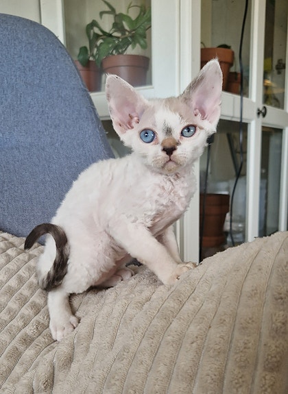 Product image 2 of 8