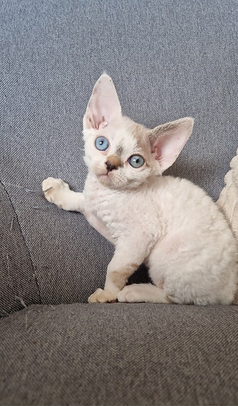 Product image 4 of 8