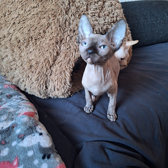 Product image 6 of 9