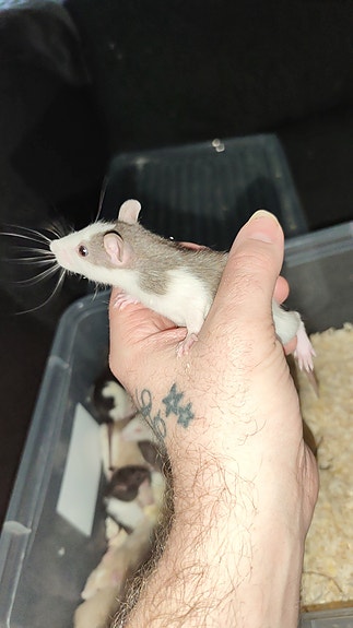 Product image 3 of 4