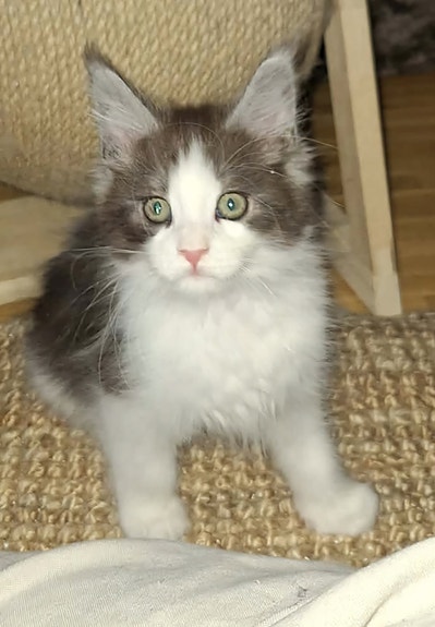 Product image 8 of 9