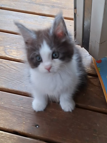 Product image 2 of 8