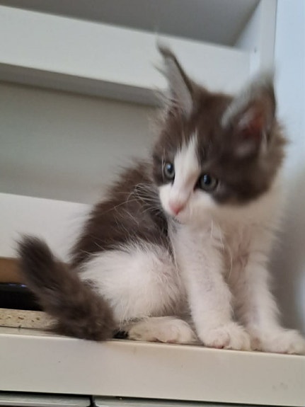 Product image 3 of 8