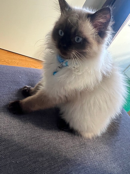 Product image 4 of 9