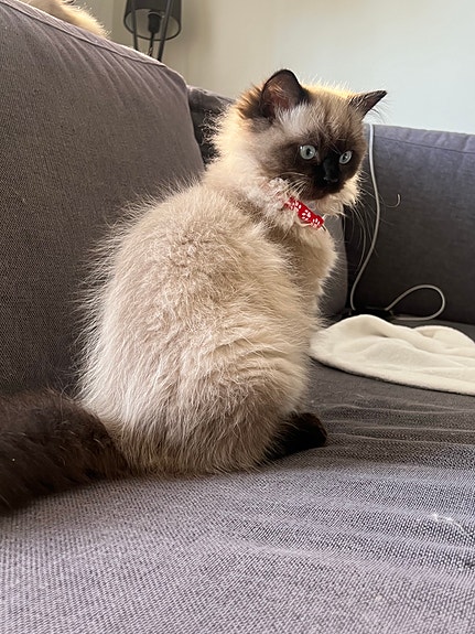 Product image 8 of 9