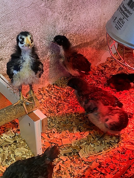 Product image 7 of 10