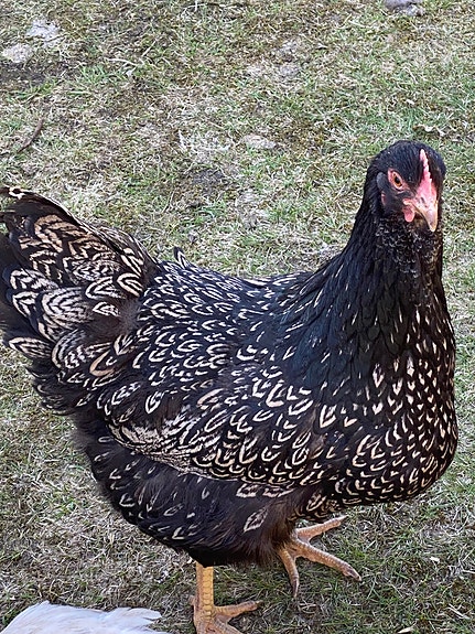 Product image 4 of 9