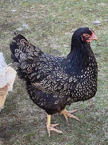 Product image 5 of 9