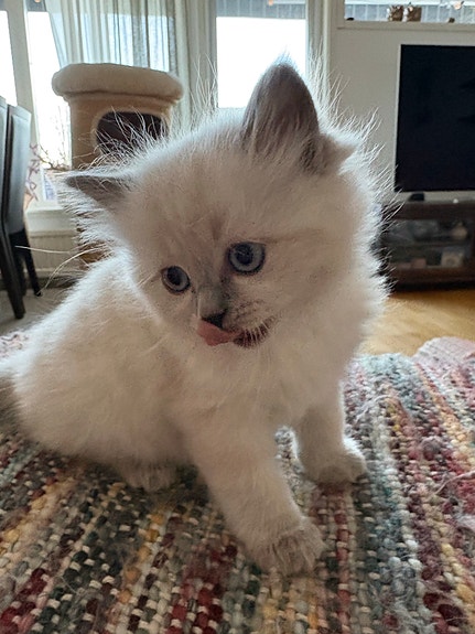 Product image 4 of 8