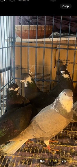 Product image 2 of 9