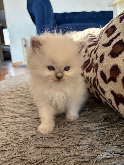 Product image 7 of 10