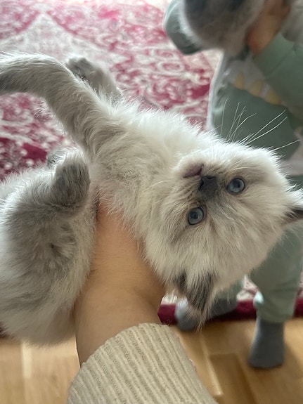 Product image 8 of 8