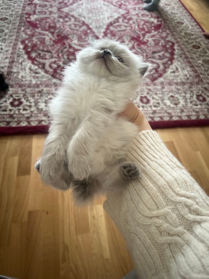 Product image 6 of 8