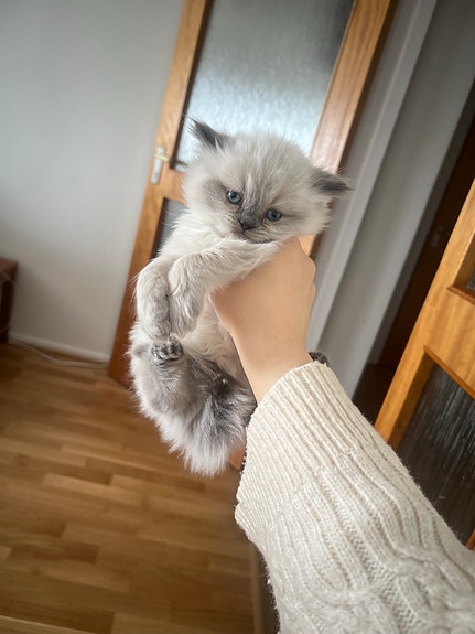 Product image 3 of 8