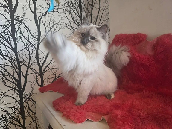 Product image 4 of 10