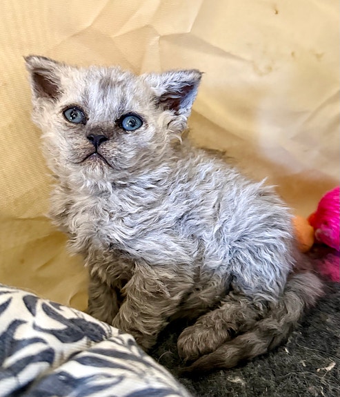 Product image 3 of 6