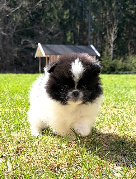 Product image 5 of 8