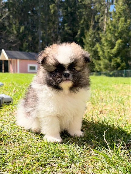 Product image 3 of 8