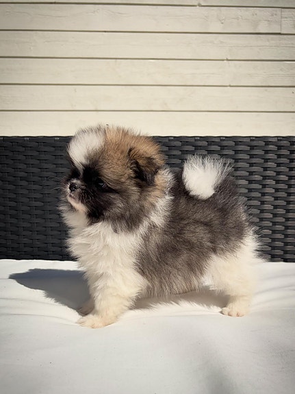 Product image 4 of 8