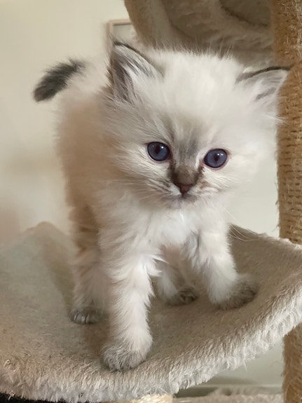 Product image 5 of 9