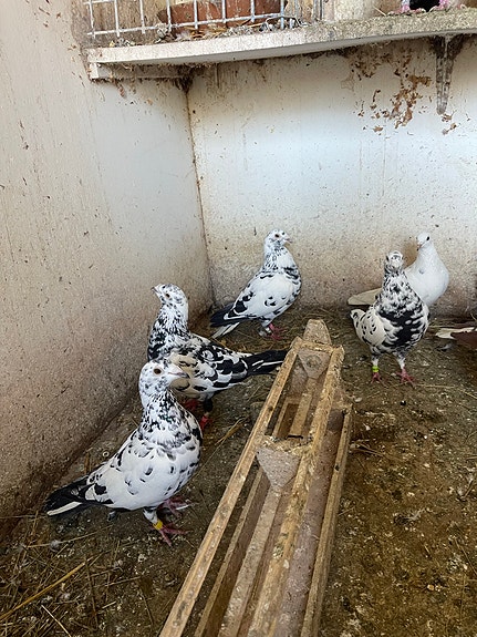 Product image 3 of 7