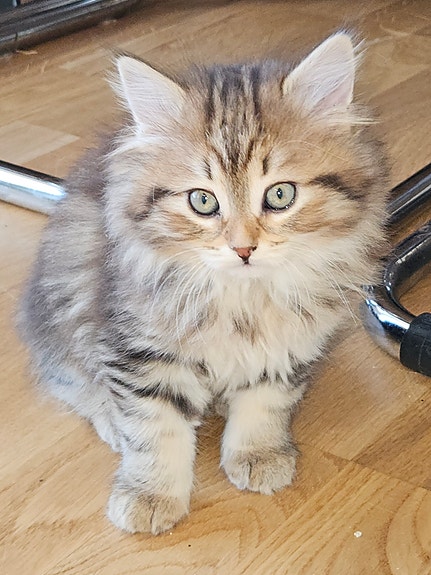 Product image 2 of 8