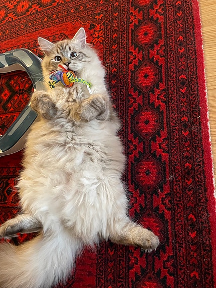 Product image 6 of 7