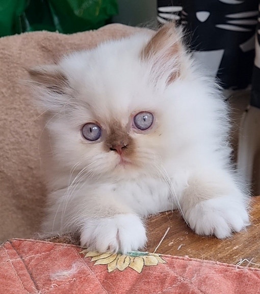 Product image 4 of 7