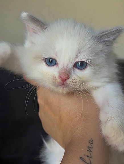 Product image 7 of 10