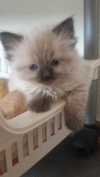 Product image 2 of 8