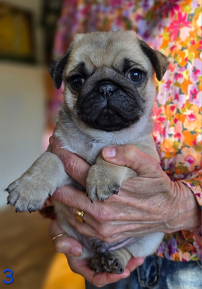 Product image 3 of 10