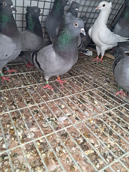 Product image 3 of 7