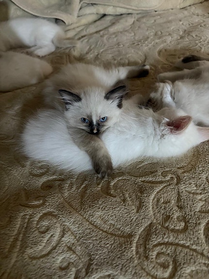 Product image 3 of 9