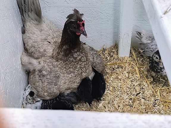 Product image 6 of 7