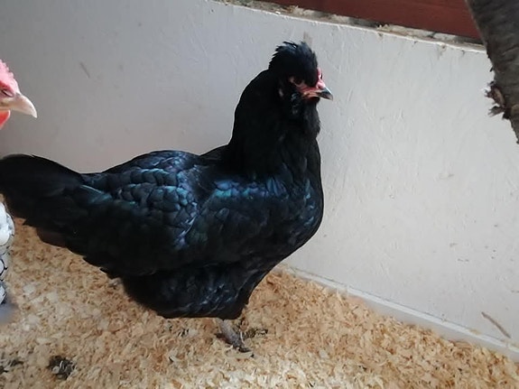 Product image 7 of 7