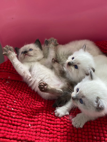 Product image 4 of 8