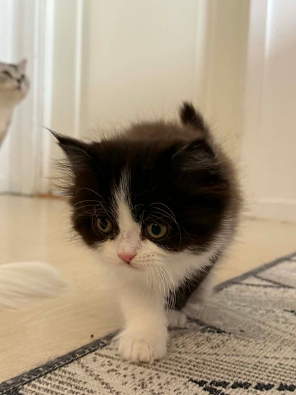 Product image 7 of 10