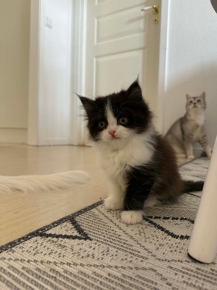 Product image 6 of 10