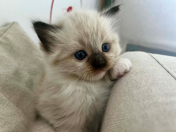 Product image 3 of 7