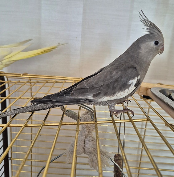 Product image 4 of 9