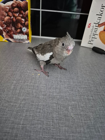 Product image 6 of 9