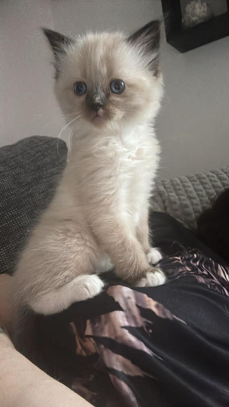 Product image 4 of 9