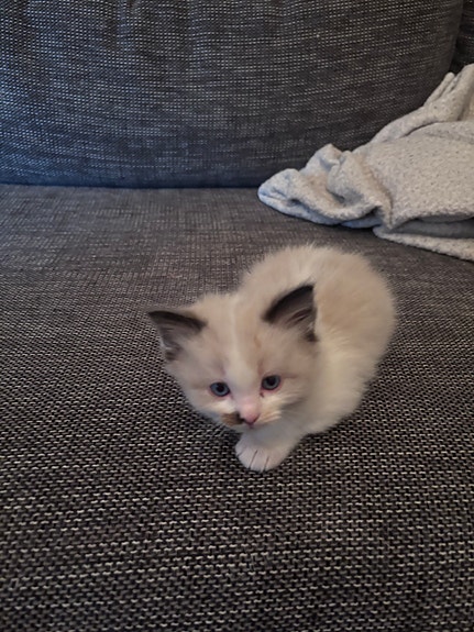 Product image 7 of 9