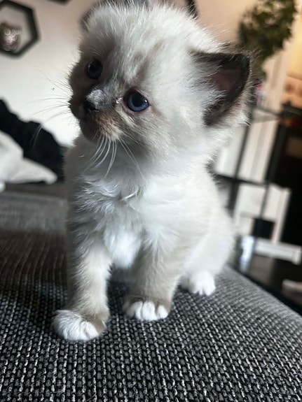 Product image 3 of 9