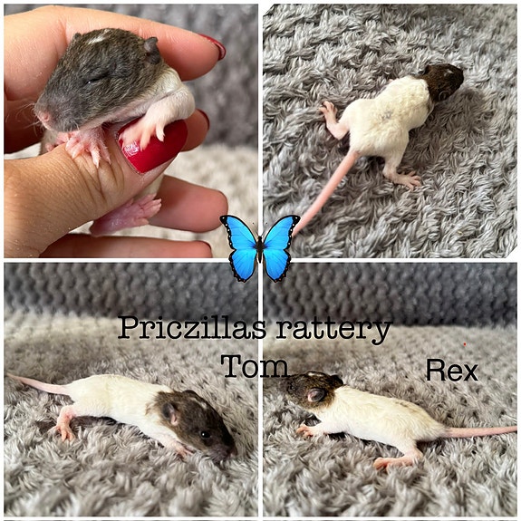 Product image 7 of 10